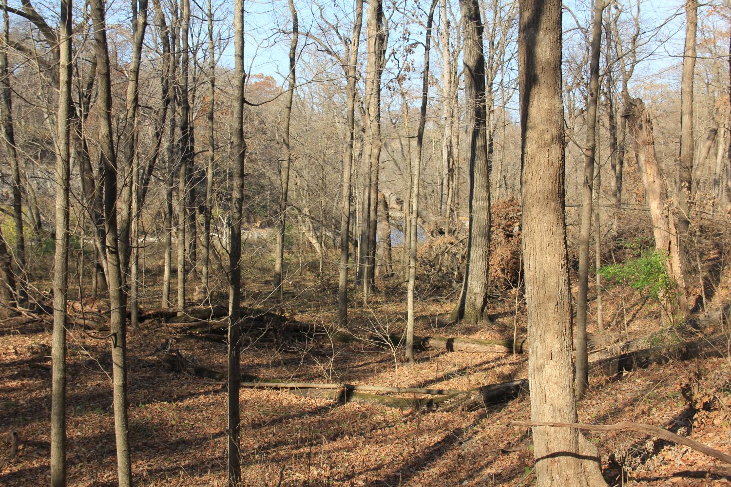 Matthiessen 